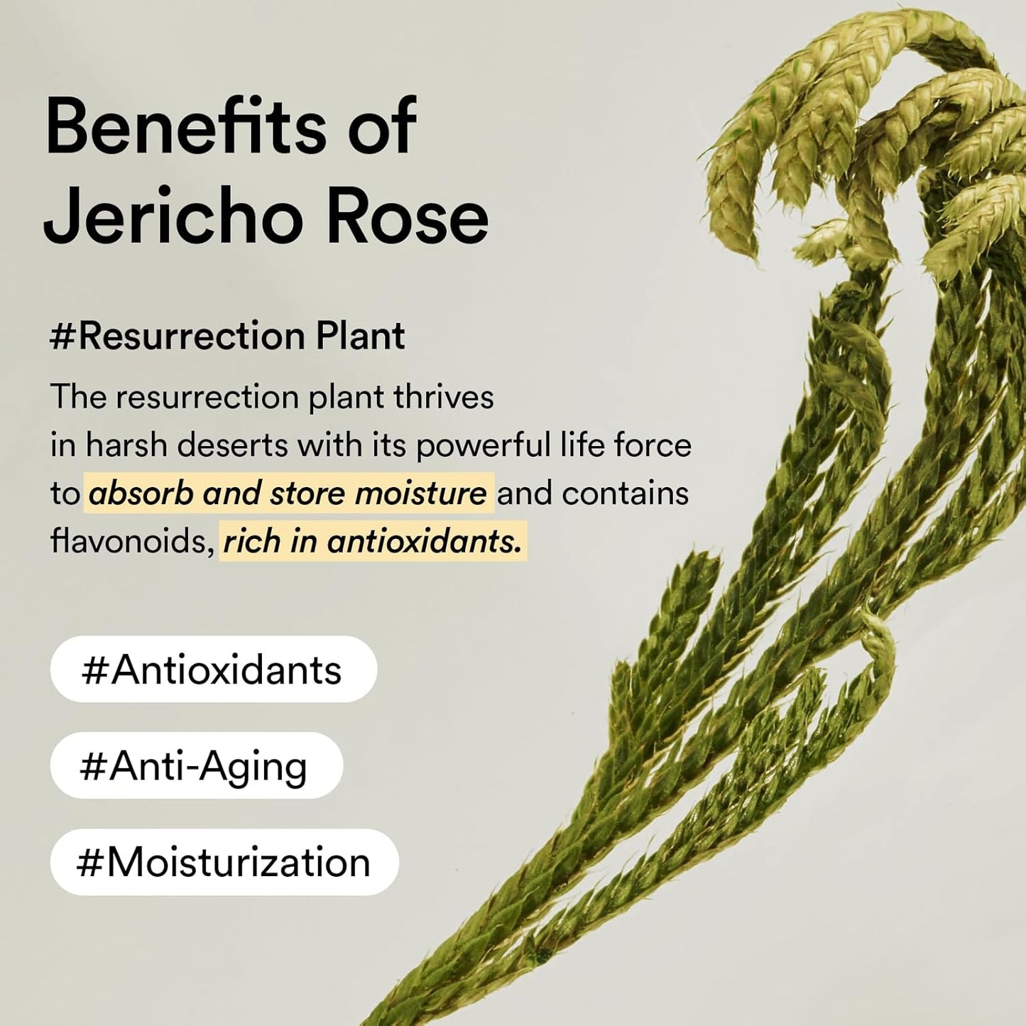 Abib - Collagen Eye Patch Jericho Rose Jelly